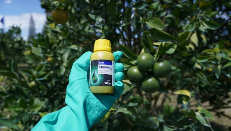 Insektisida Efficon, BASF