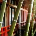 Bambu