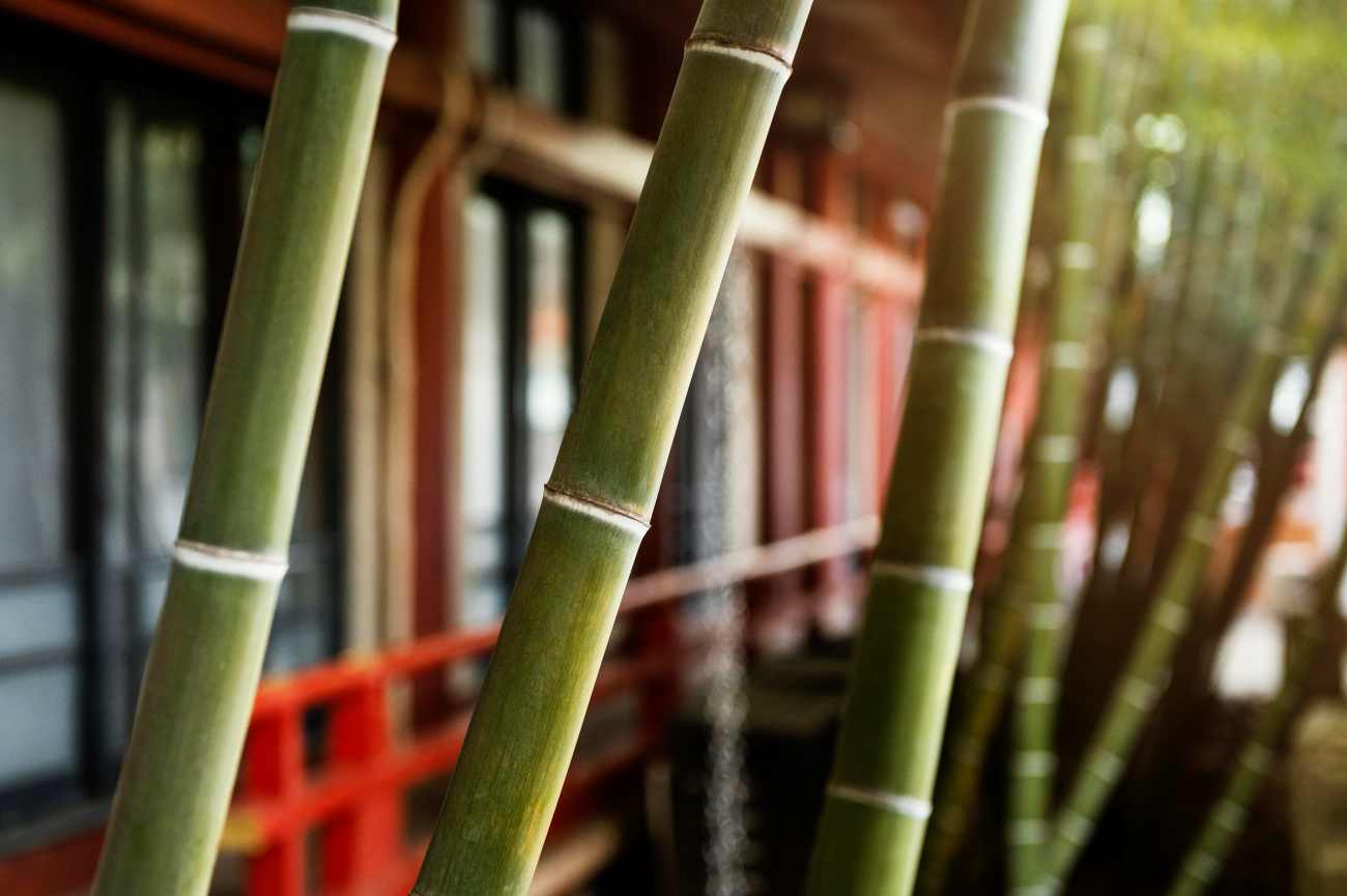 Bambu